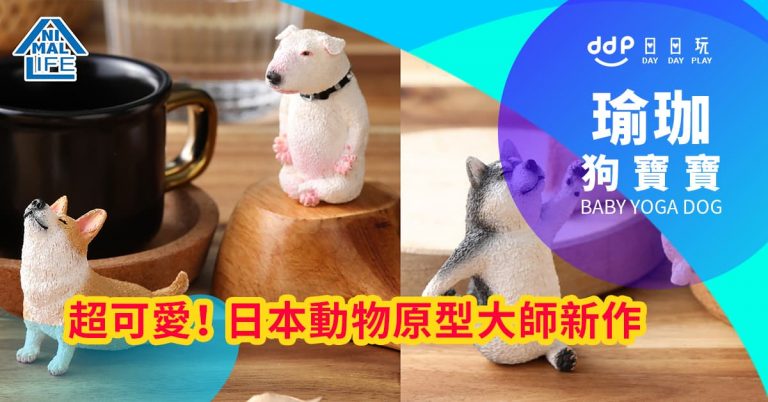 瑜珈狗寶寶cover