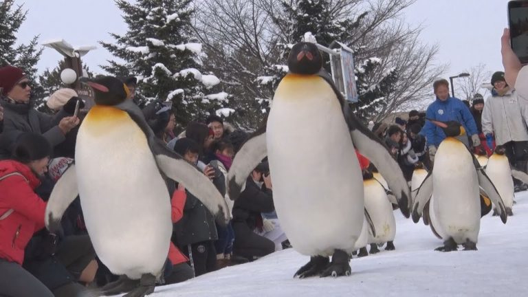 【冬季限定】旭山動物園「企鵝散步」終於開始！超～可～愛～唷～