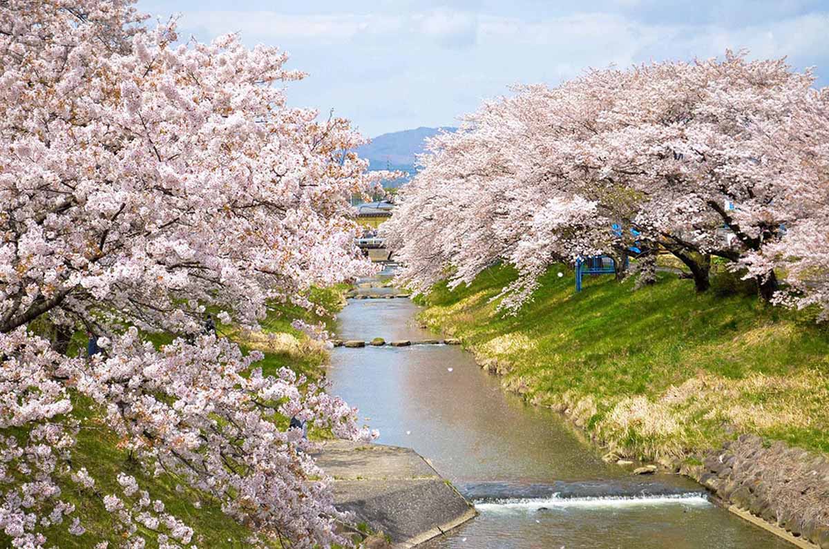 在線輕鬆觀賞日本盛放櫻花-1