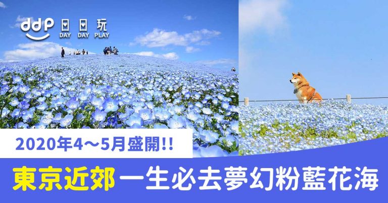 【東京近郊】一生必去的「夢幻粉藍花海」!2020年茨城國營常陸海濱公園！530萬朵夢幻粉藍花海