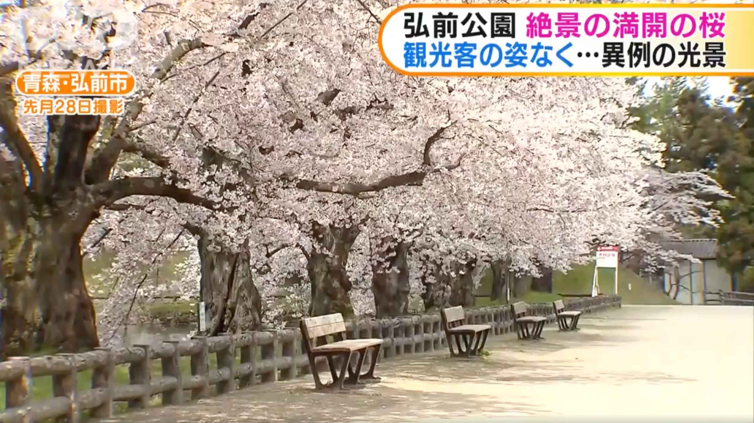日本】青森縣「弘前公園」2020年櫻花滿開片段回顧！絕美櫻花隧道 