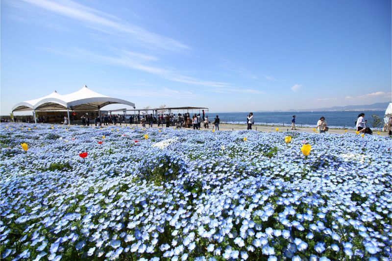 大阪舞洲海濱公園「粉蝶花祭」-1